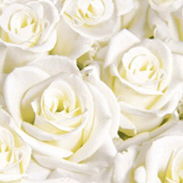 White Dreams